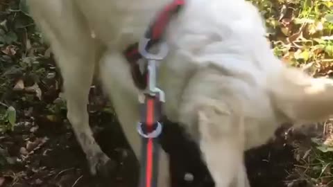 Super determined dog digs for buried treasure