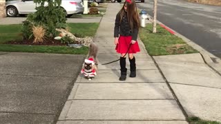 Ragdoll cat walks on leash dressed as Santa