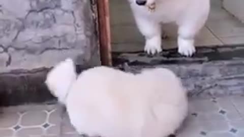 Awesome funny pet animal