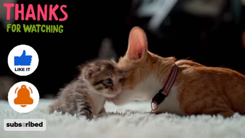 Cat 🐈 caring for kitten. Mother cat licks kitten