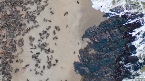 On the Cape Cross video