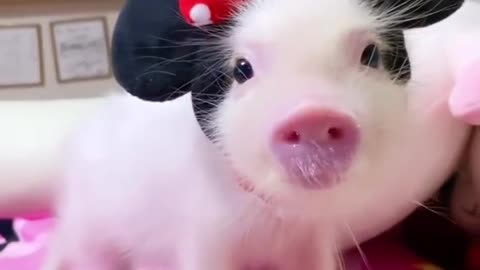 Nice pink and lovely pig