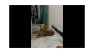 22M views : New Funny Animals 😂 Funniest Cats and Dogs Videos 😺🐶