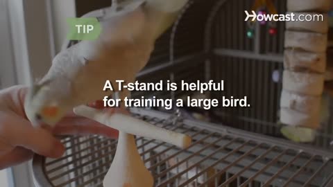 How to Hand Train a Bird