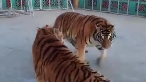 Two tigers fighting