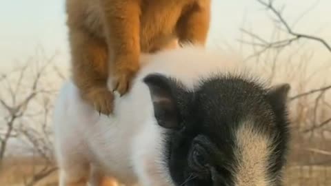 pet，cute little doggis,The first time I saw a dog riding a pig,ahaha