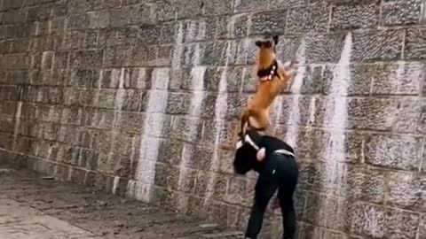 Dogs That Fly - Malinois & Alsatian Dogs Show There Jumping Agility