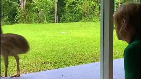 WATCH : Cassowary Come Close To Car! 😨