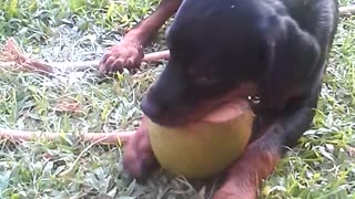 Dog try to peel the coconut