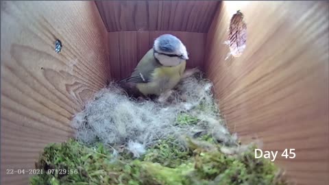 From empty nest to first egg in less than 8 minutes! - BlueTit nest box live camera highlights