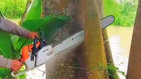 A professional skill cutting down trees stand cover the river