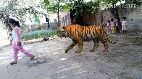 A Tiger is behind the girl but she didn't know what happening behind her