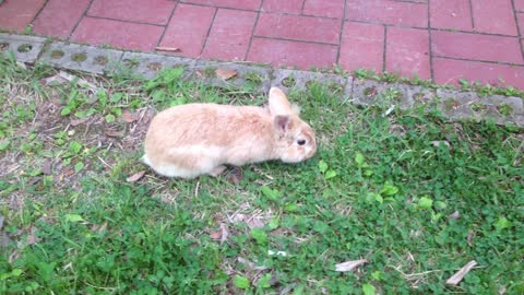 grass-eating rabbit.