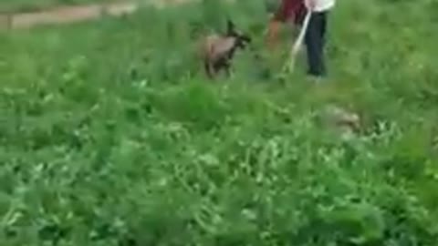 Hunting Dog Training (Pre-Training Part 2)