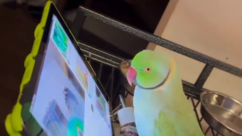 Cute parrot using tab ..