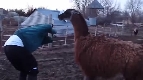 Funny animals attack on human 😁😁
