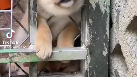 Funny Animal Videos Puppy Prank