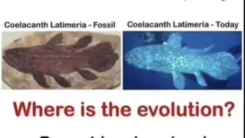 La fanta evoluzione della specie