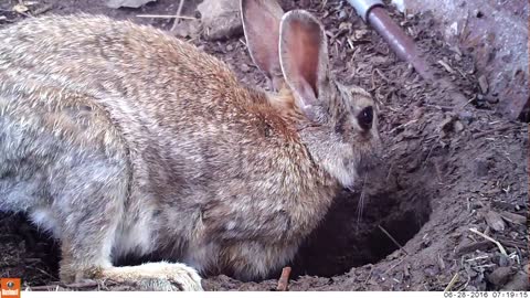 Young life - Baby rabbits and their mom (Bushnell Nature View)
