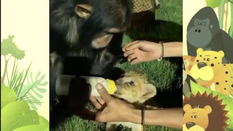 Sweet Ape trying to feed Baby Tiger