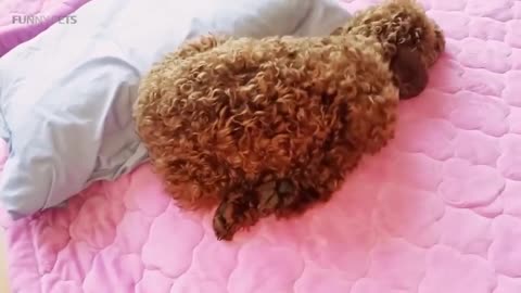 Funny Poodles 🐩 Cute Fluffy Poodles [Funny Pets]