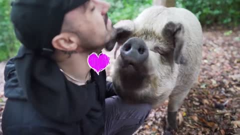 Stoned Pigs In The Woods LOVE Belly Rubs [MUST SEE!]