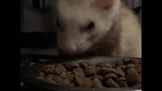 Ferret Drinks Water Then Eats