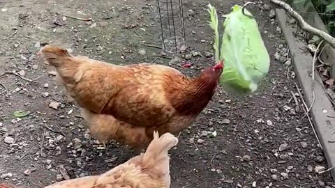 The strange chicken eats vegetables😂😆😆