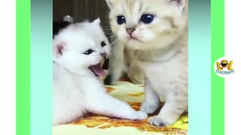 funny cat videos too cute #25
