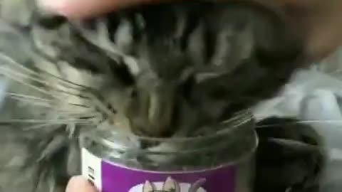 Cat Hunter - Gets ahold of Catnip Crack