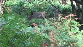 Family Find a Beautiful Wild Deer in Forest "Then Realize they are Surrounded!"