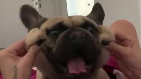 dogs barks in funniest styles to his owner