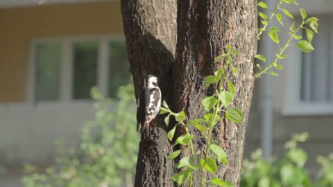 Woodpecker hitting tree with beak in city