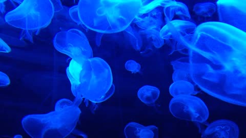 One of the most beautiful marine creatures is jellyfish