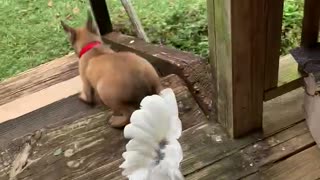 Cockatoo chases Malinois off porch