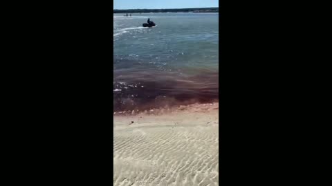 Shark attack caught on camera