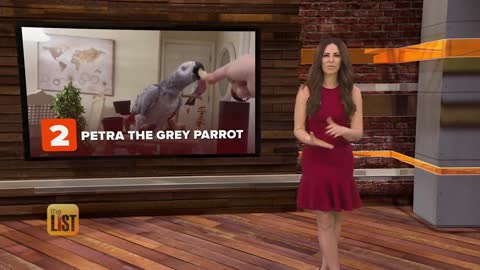 Parrot Talking to Alexa- Watch Petra the Parrot Order from Alexa - This More Viral Bird Videosp3