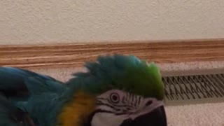 Charley the macaw saying hello and blowing kisses