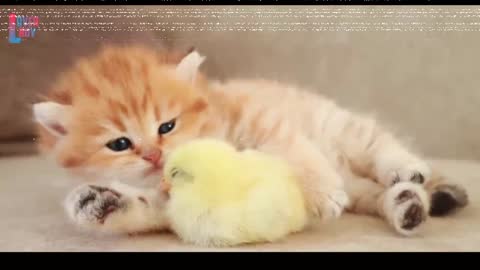 Baby Cats - Cute and Funny Cat Videos Compilation #1