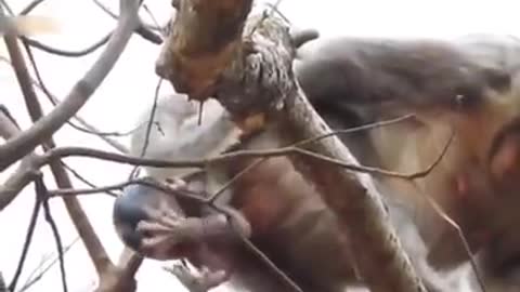 Mother Monkey Giving Birth On Tree