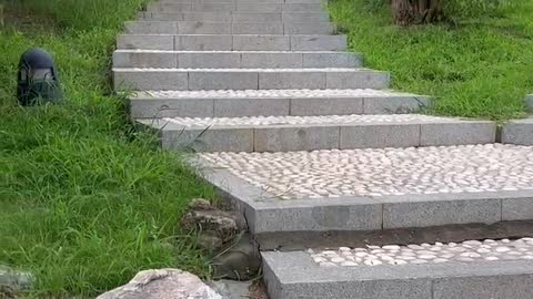 A path of stone steps