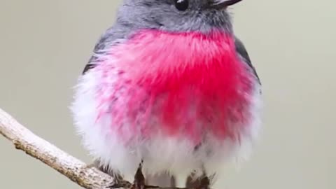 Best bird of world|cutest bird singing