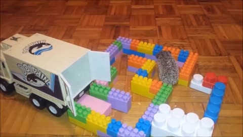 Cute Funny Baby Hedgehogs Compilation - Cute Moments