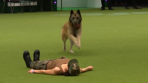 Dog performing with the trainer, doing Squats