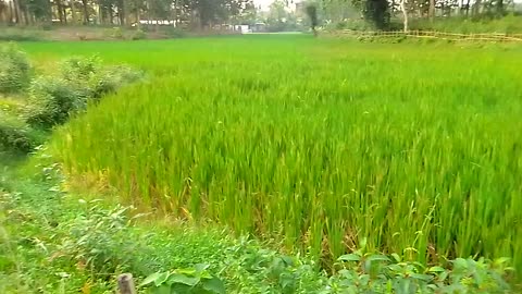 Golden Rice Plants | 🌴Farming in a Village Area | 🌴🌴Rice Farming