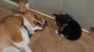 Corgi reacts to puppy butt