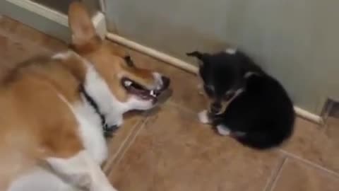 Corgi reacts to puppy butt