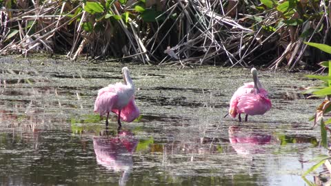 Roseate Spoonbills grooming its feathers