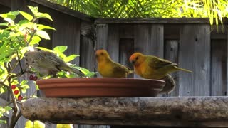 Babies the Canaries bring all 3 offspring