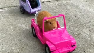 Guinea pigs enjoy cruise during lovely summer day